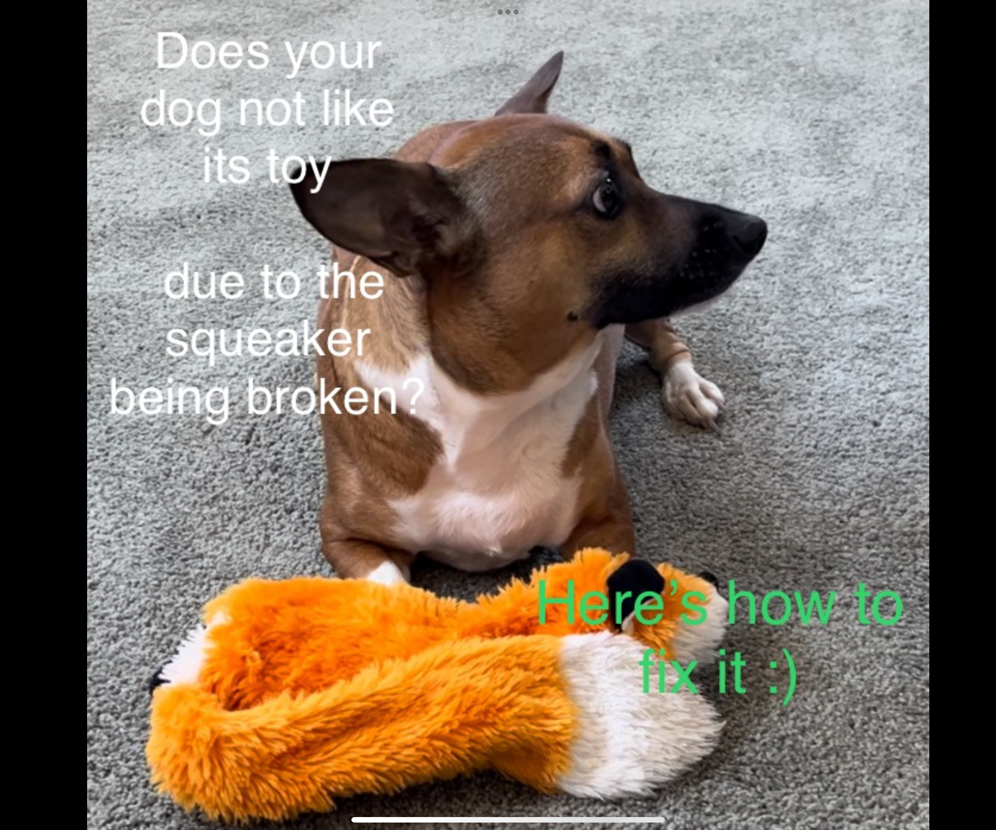 How to Fix Any Dog Toy With a Broken Squeaker