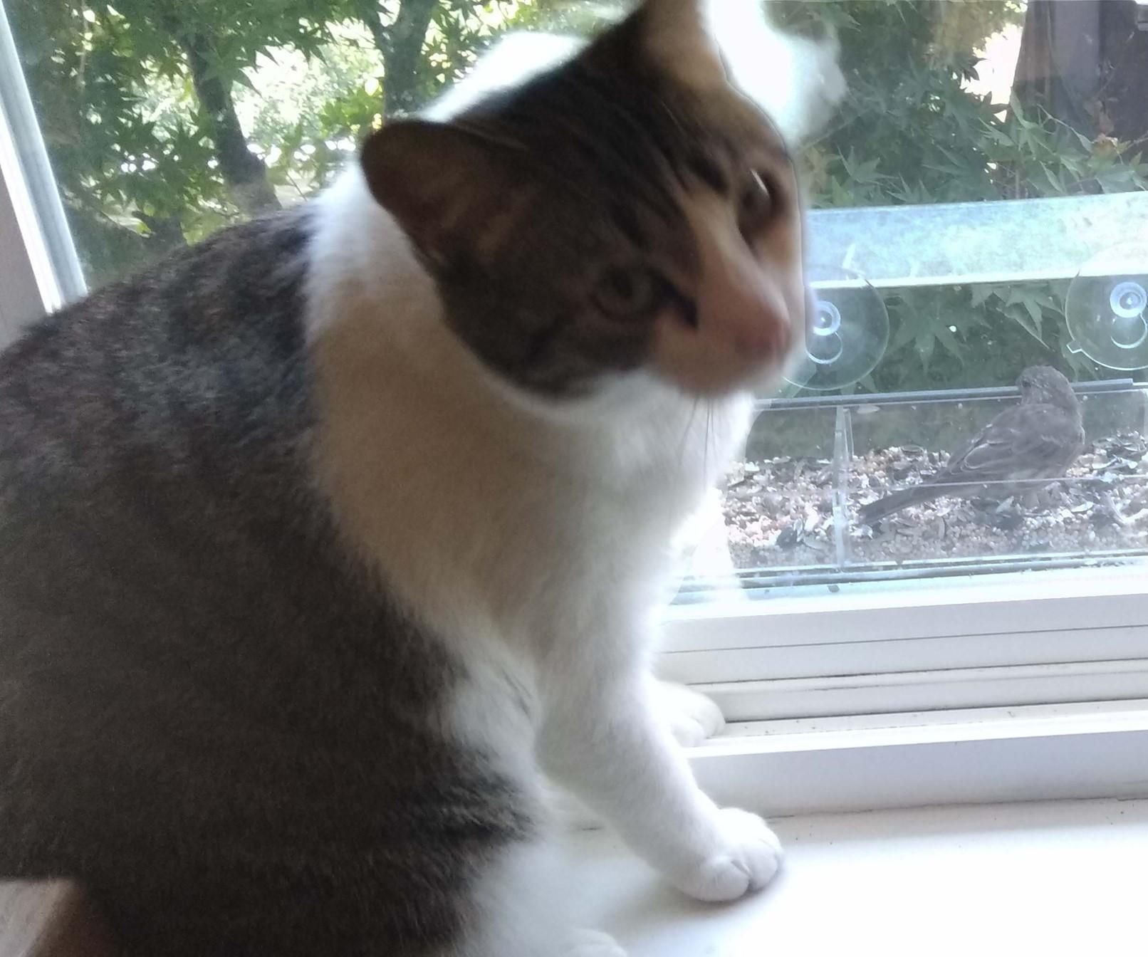 Catbird Seat