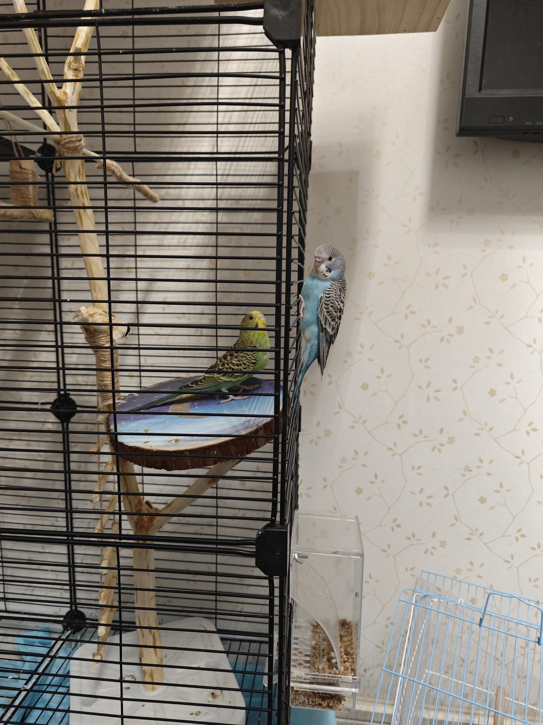 Natural Camphor Wood Parrot Play Gym