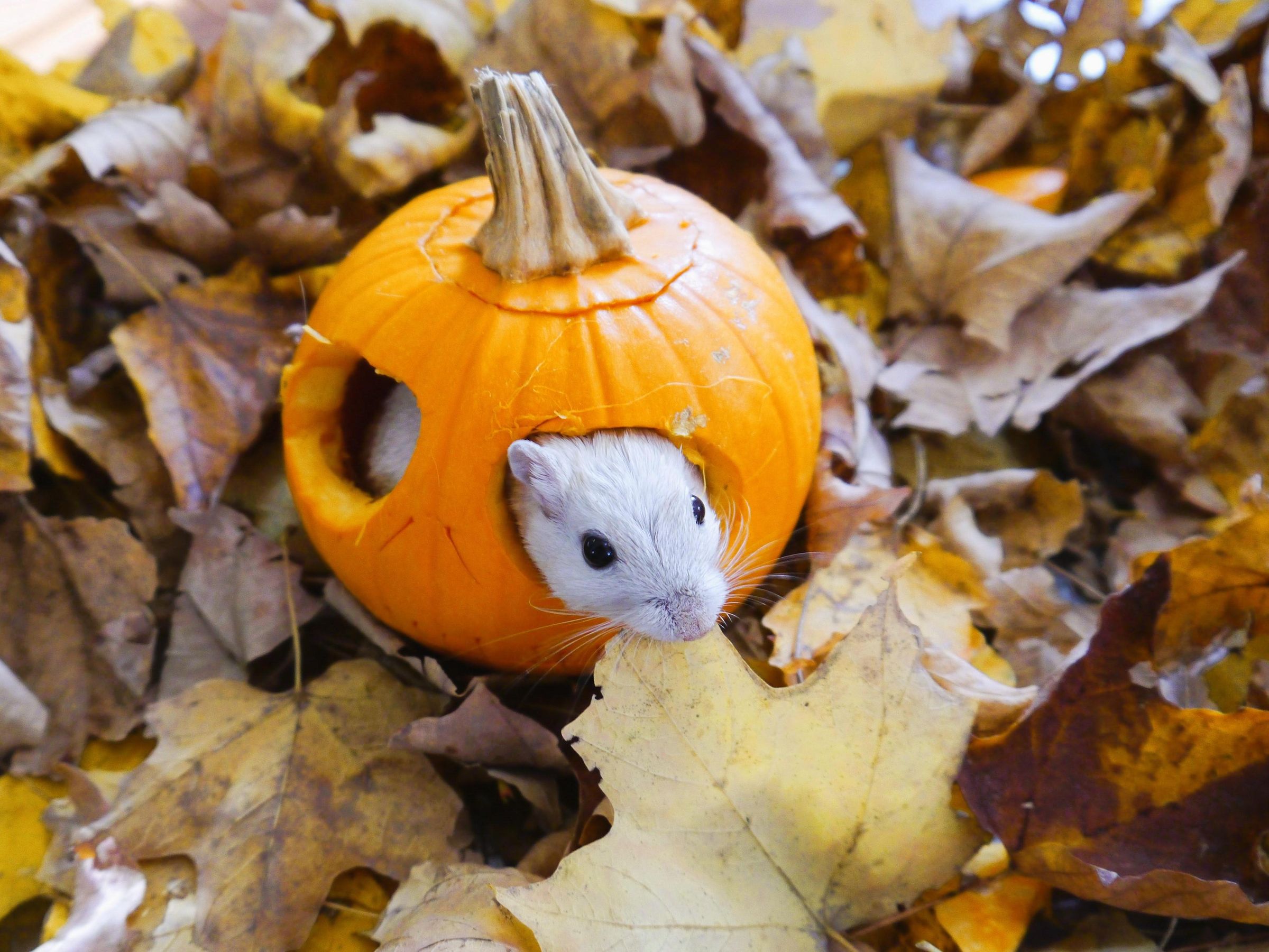 Rodent Residence