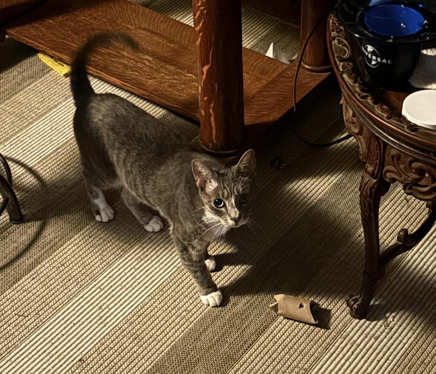 Easiest DIY Cat Puzzle
