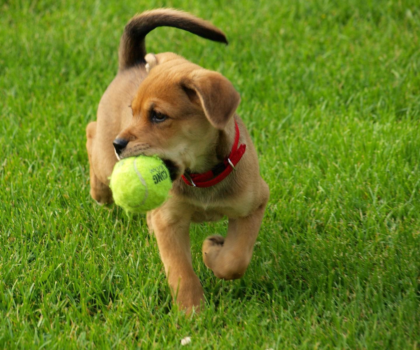 DIY Tennis Ball Treat Puzzle for Dogs