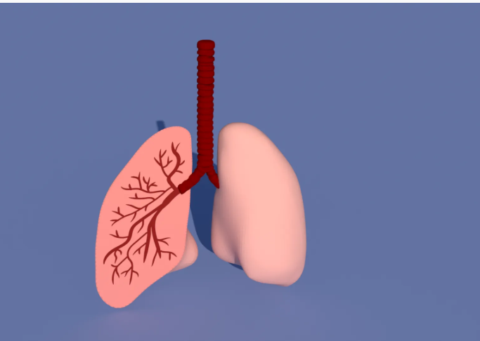 Adding Texture to a 3D Modelled Lung Using SelfCAD