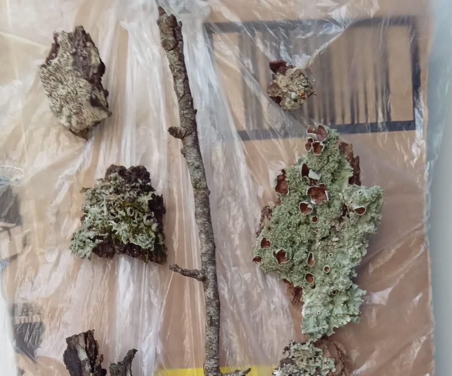 DIY Cheap Lichen Rescue/Growing Display From Trash! Outdoor AND Indoor Approved!